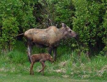 moose_cow_calf