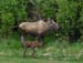 moose_cow_calf