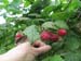 raspberries_IMG_2730